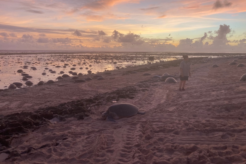 A Queensland Parks and Wildlife ranger walks among dozens of green sea turtles as they make their way up the beach to nest.