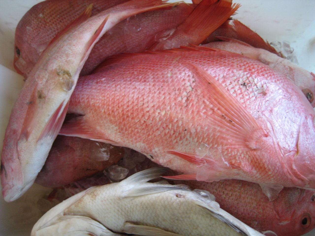 Snapper Braised with Tomatoes, Garlic and Bread - ABC News