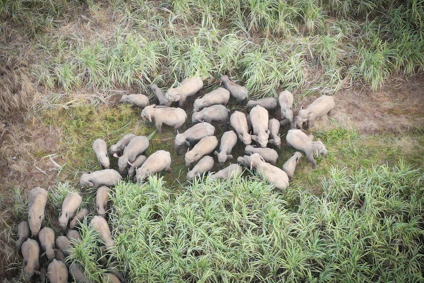 A herd of elephants gather in a grassy area.