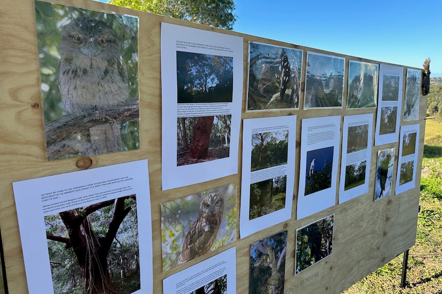 A poster board full of pictures of animals, bird and plants.