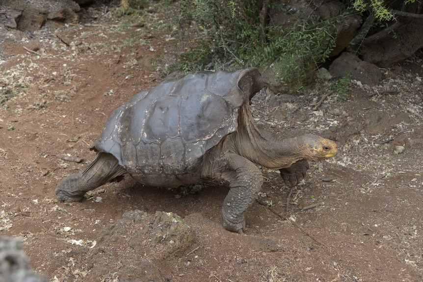 Diego the tortoise on Santa Cruz Island
