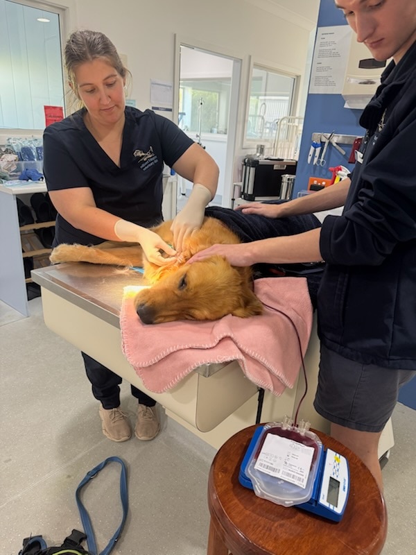A dog lying on a vet table with blood being taken via a tube.
