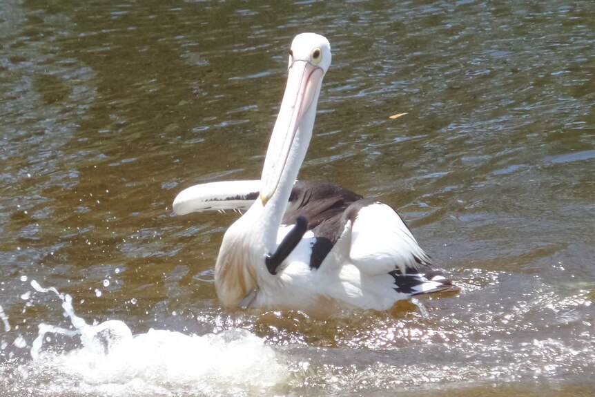 Two pelicans on a river - the one on the left has a large knife stuck vertically through its chest.