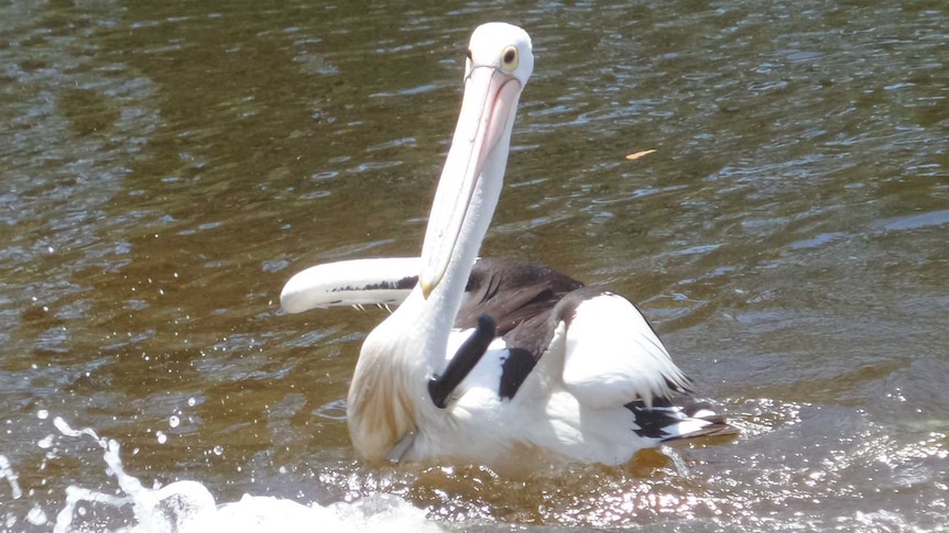 Two pelicans on a river - the one on the left has a large knife stuck vertically through its chest.