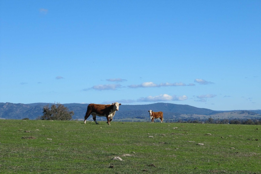 Several Hereford cattle wander across a grassy ridge in front of a forrested range