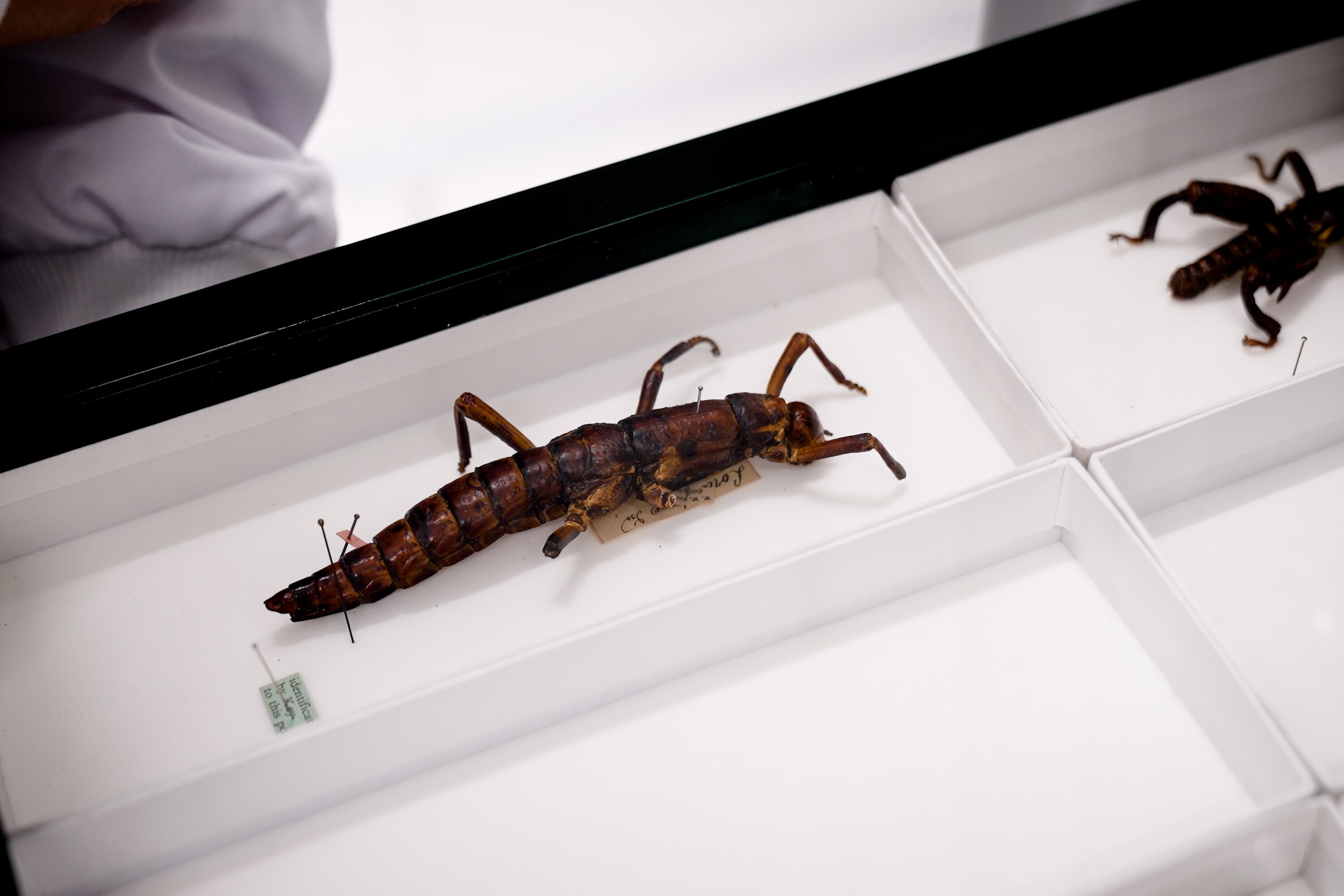 Frozen penguin among millions of specimens moved to new home at CSIRO's ...