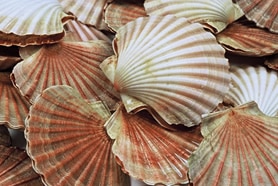 New aquaculture venture plans to use excess nitrate 'to our advantage'