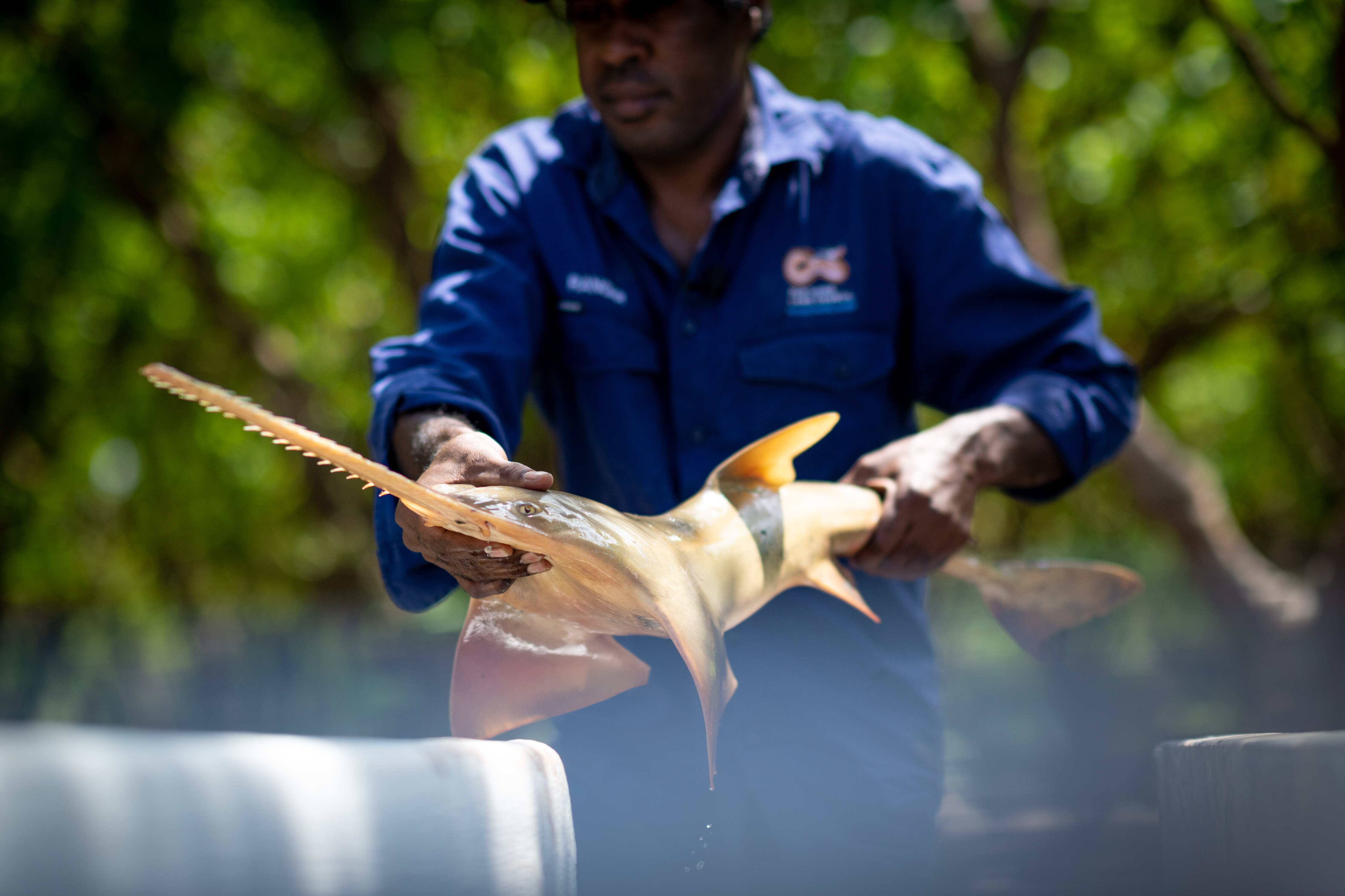 A ranger in a blue shirt lowers a sawfish into a tank. 