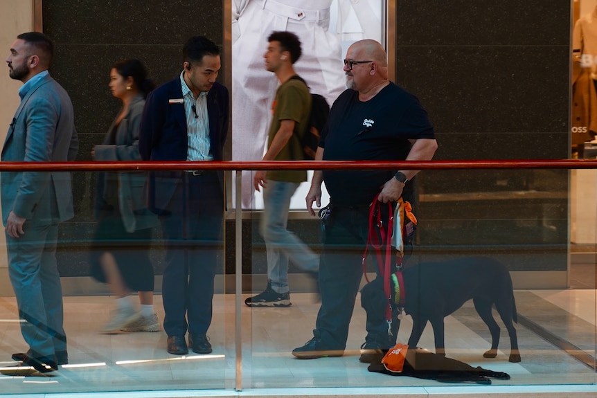 A therapy dog is on site at the Westfield in Bondi Junction shopping centre