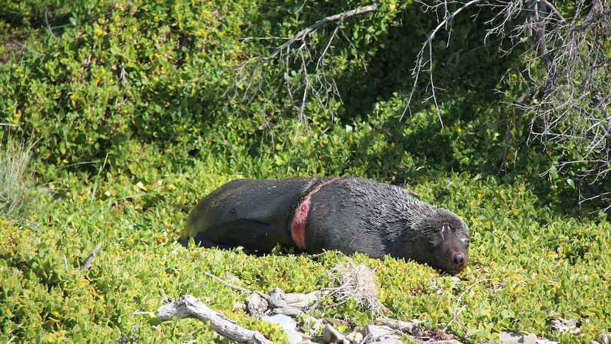 Tasmanian wildlife specialists have saved a seal entangled in fishing gear