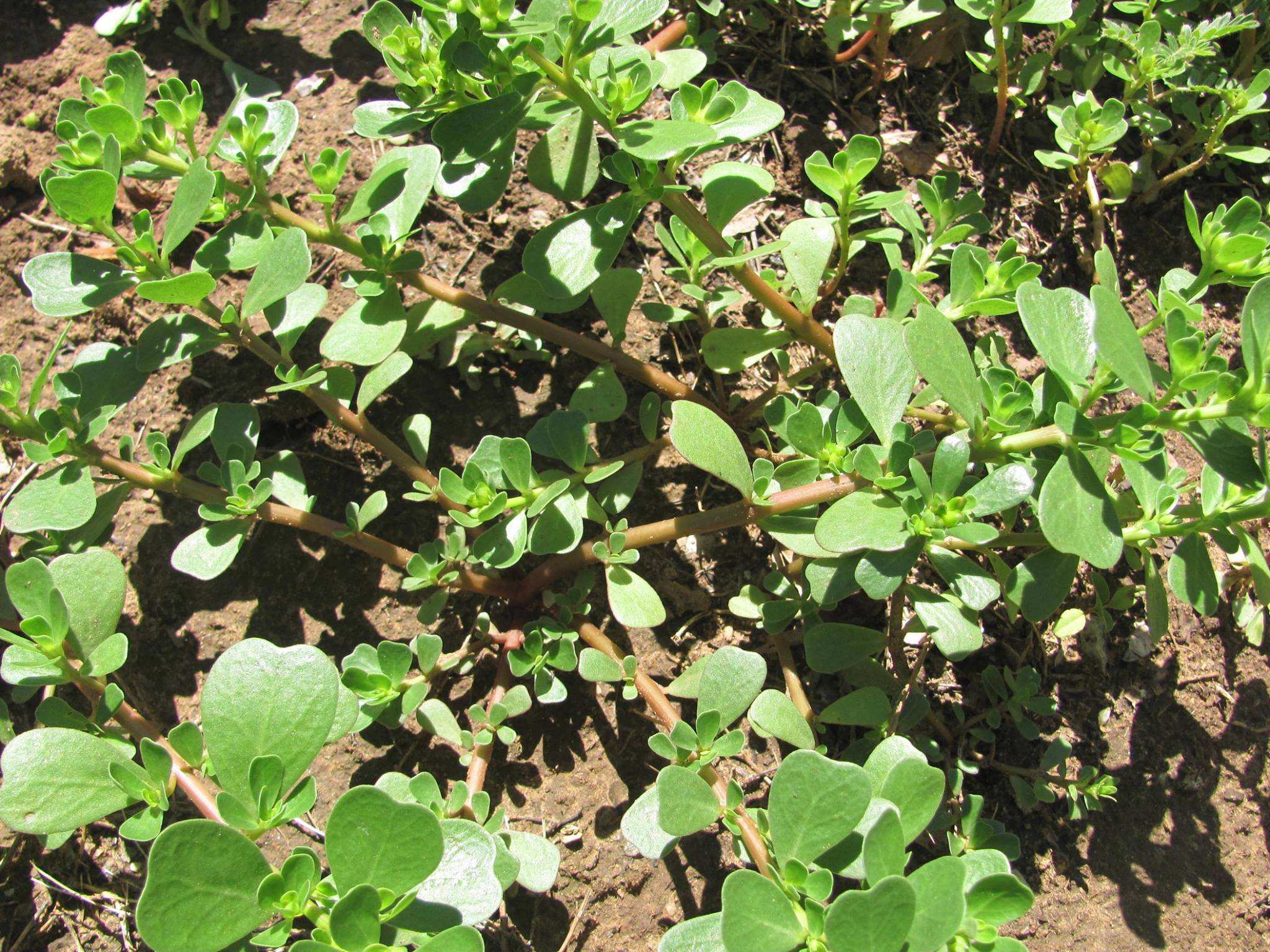Pigweed or portulaca