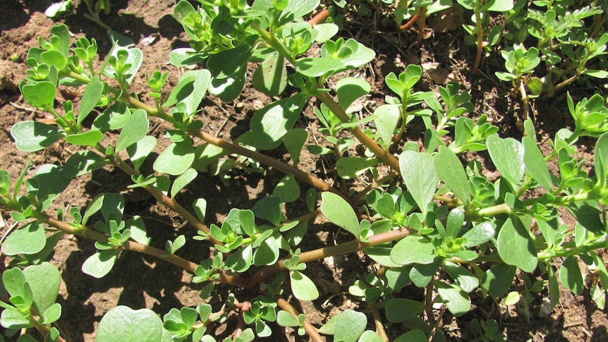 Pigweed or portulaca