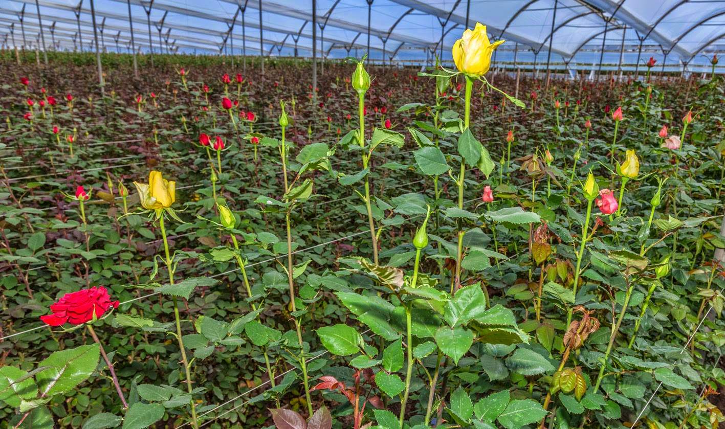 Ecuador's flower growing technology helps improve food production - ABC ...