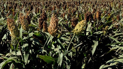 Atrazine continues to be used to control grass and weeds in crops like sorghum