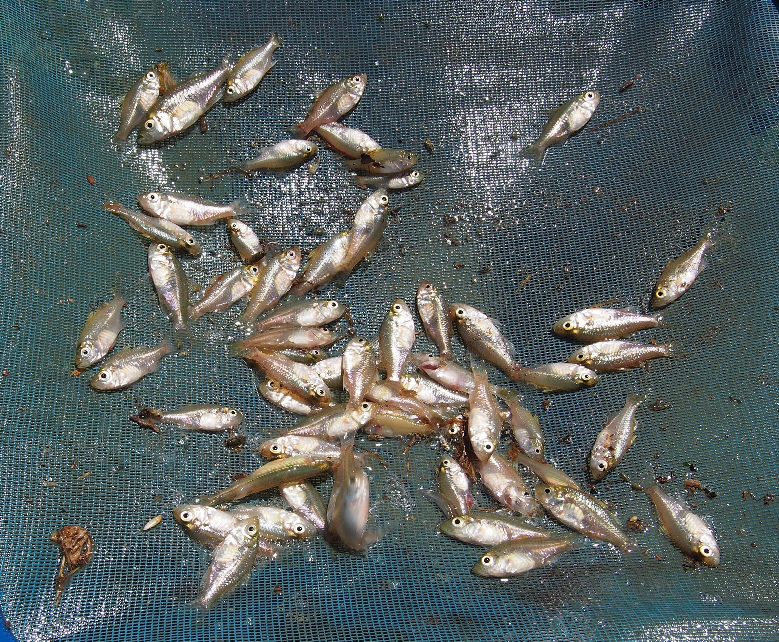 A close up shot of a group of fish in a net