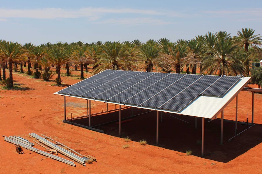 Solar panels on the roof of a shed in front of rows of date palms on red dirt.