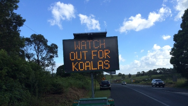 Watch for koalas sign