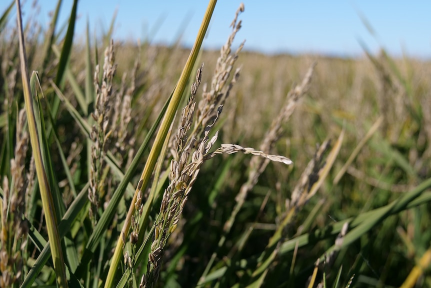 A close up shot of rice crop.