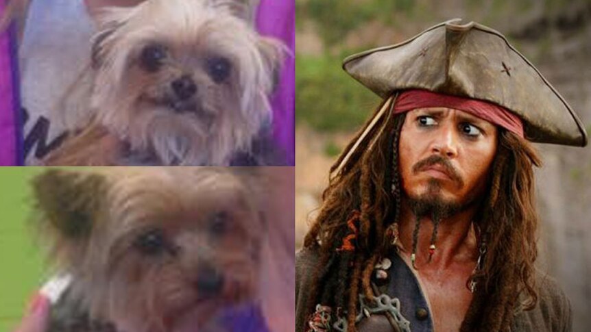 Composite of actor Johnny Depp and his two dogs Boo and Pistol