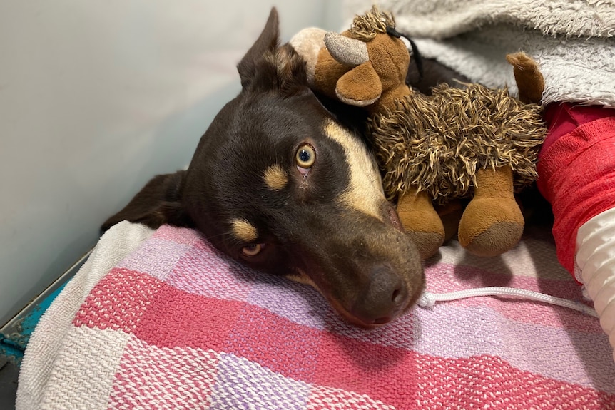 A brown kelpie puppy curled up with a toy.