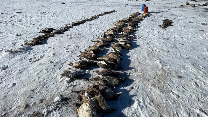 Rows of dead birds including skuas and penguins. 