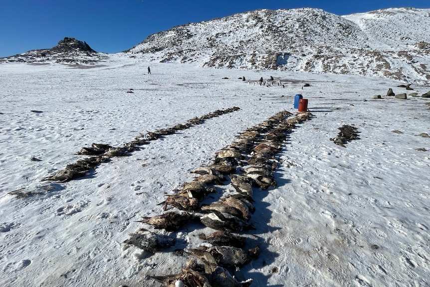 Rows of dead birds including skuas and penguins. 