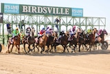Horses ridden by jockeys in colourful jerseys are out of the boxes and start racing on a dusty track under the sign Birdsville.