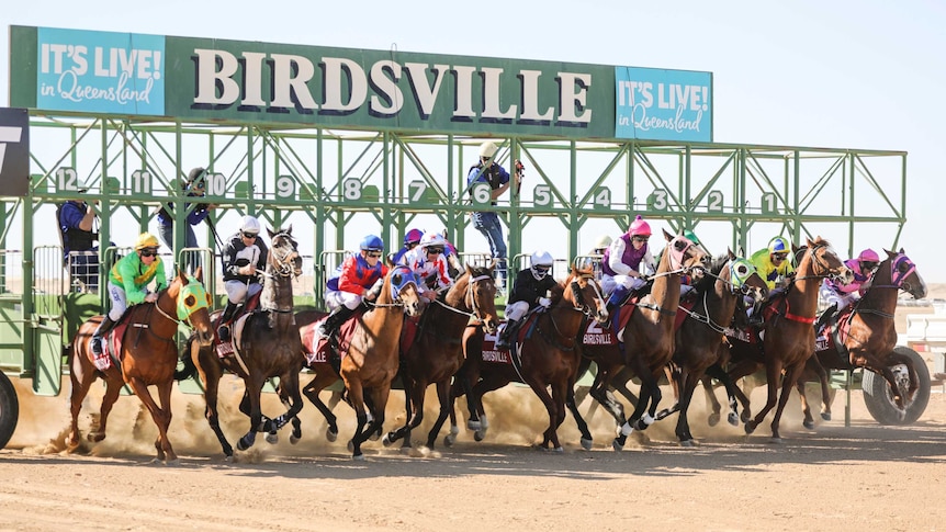 Horses ridden by jockeys in colourful jerseys are out of the boxes and start racing on a dusty track under the sign Birdsville.