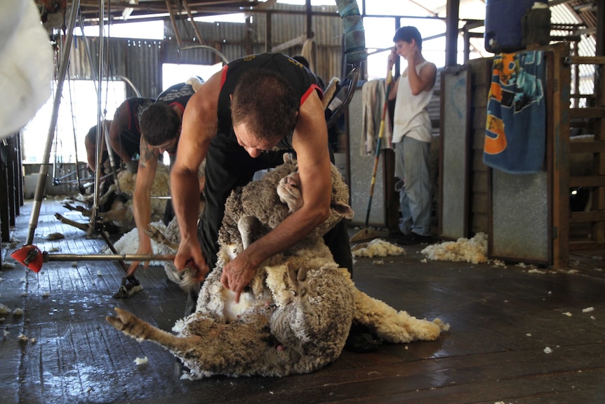 Shearer Steve Traill shearing
