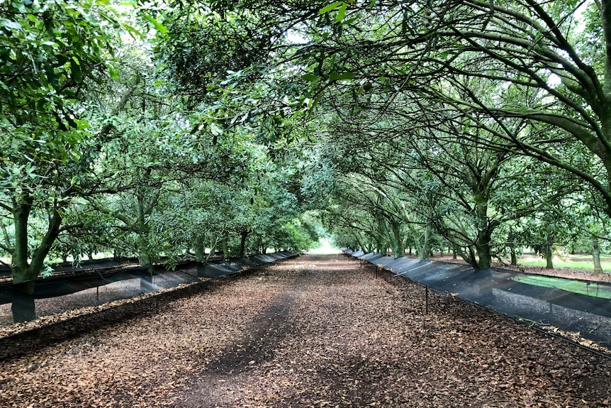 Looking down between the rows of netted trees.