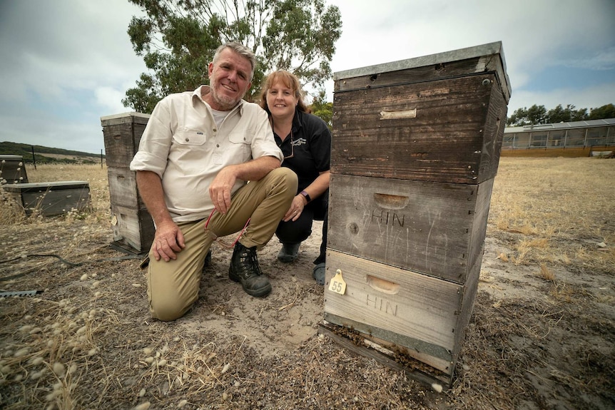 A man and woman kneel next to two artificial bee hives in a paddock