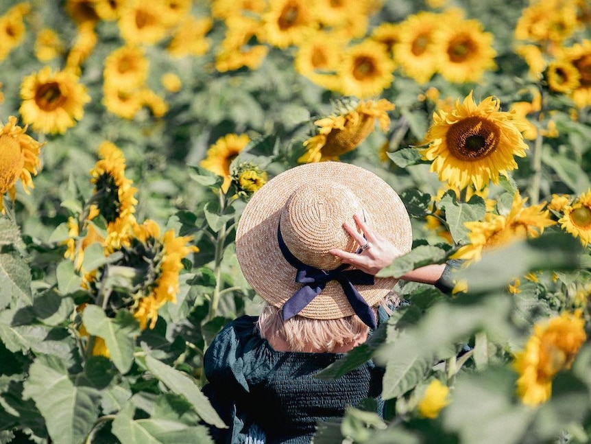 A woman wearing a blue dress and straw hat stands in field of yellow sunflowers facing away from the camera, hand on head.