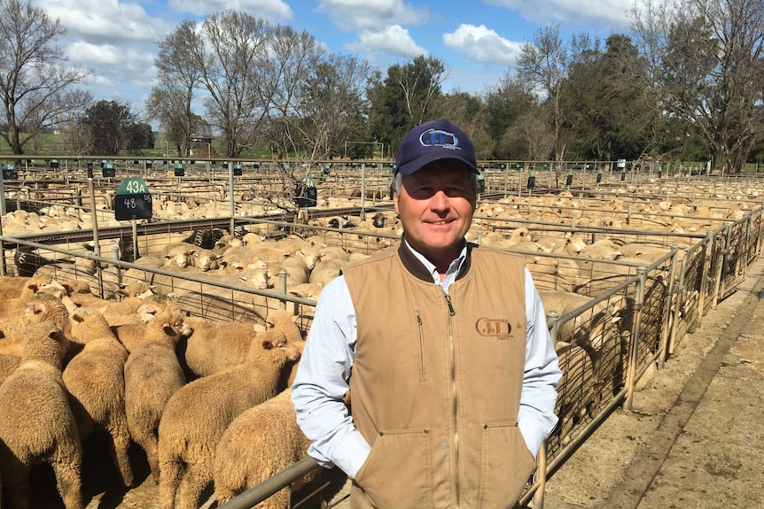 A smiling man standing in front of sheep at a saleyard.