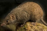 The mouse-like carnivorous marsupial, the black-tailed antechinus