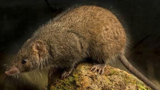 The mouse-like carnivorous marsupial, the black-tailed antechinus