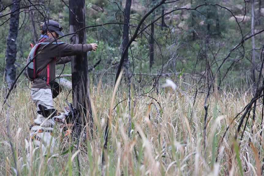 The dogs prepare for quoll search