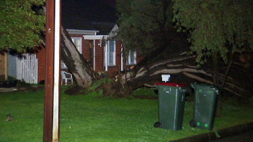 The strong winds damaged buildings and brought trees down in Adelaide.