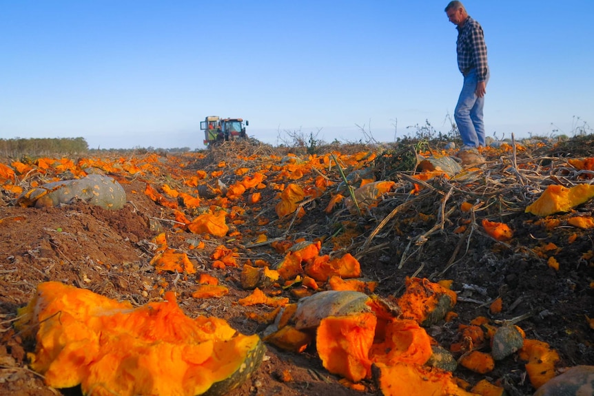 A man inspects smashed pumpkins on the ground, with the tractor continues harvesting in the distance.