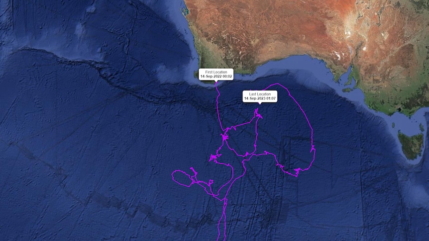 A satellite map showing the migratory path of a whale off the southern Australian coast.