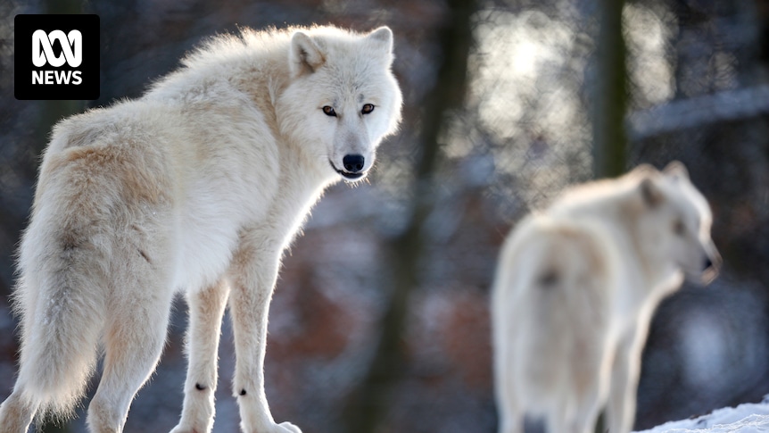 Woman attacked by wolves after entering 'safari area' at Thoiry zoo near Paris