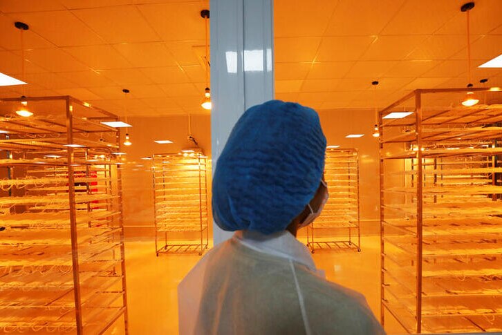 A healthcare worker stands in an orange-lit room where thousands of face masks hang on drying shelves.