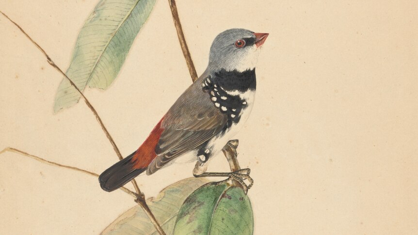 Spotted-sided finch