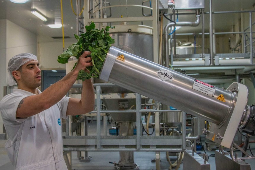 A scientist puts fresh broccoli into a specially developed shredder.