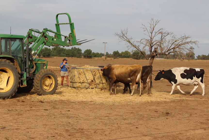 A woman in a blue shirt stands by a tractor, feeding cattle