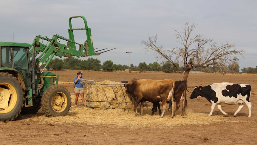 Kacee feed the last of their hay to cows on her family's property at Deniliquin.