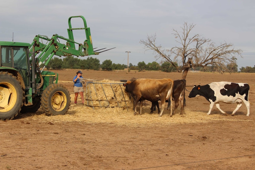 Kacee feed the last of their hay to cows on her family's property at Deniliquin.