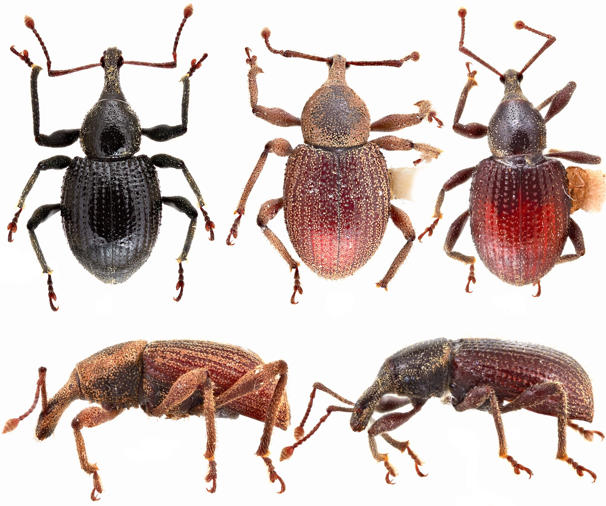 A lineup of beetles.