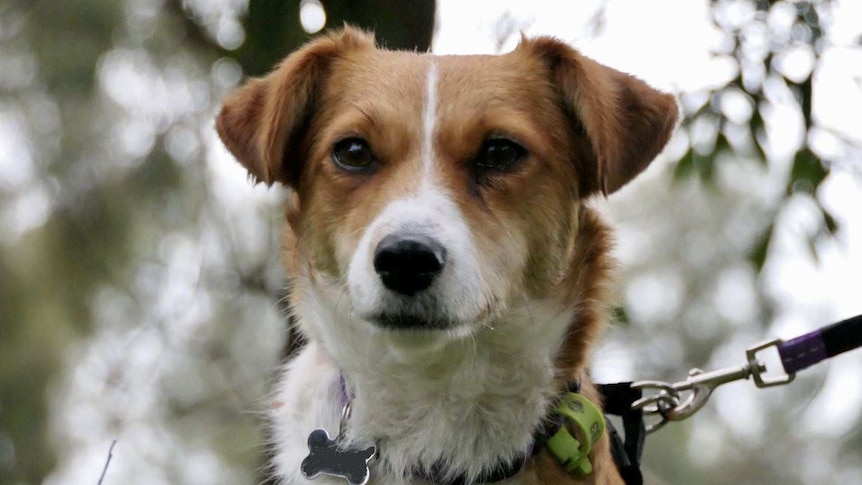 A small brown and white dog stands close to the camera, looking attentively ahead.