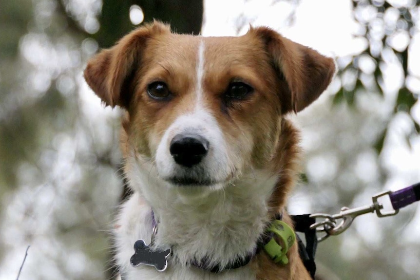 A small brown and white dog stands close to the camera, looking attentively ahead.