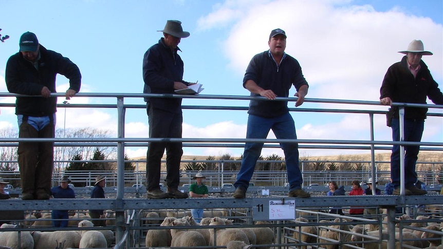 Sheep sale - Monaro NSW agents selling